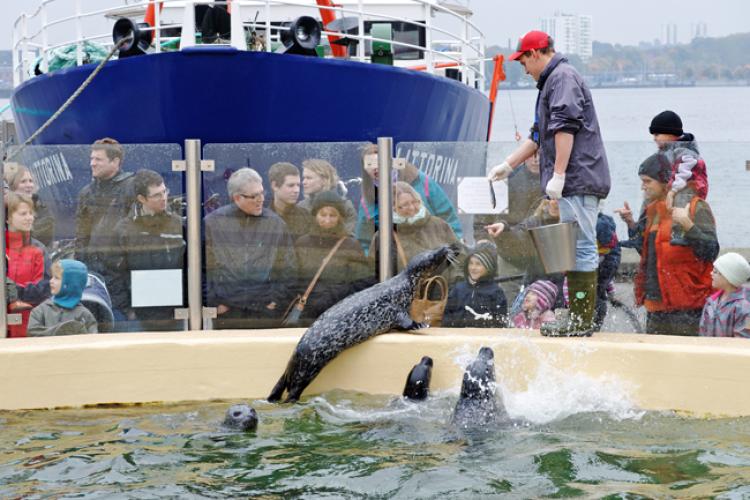  Pirouetten drehen mit Delfinen