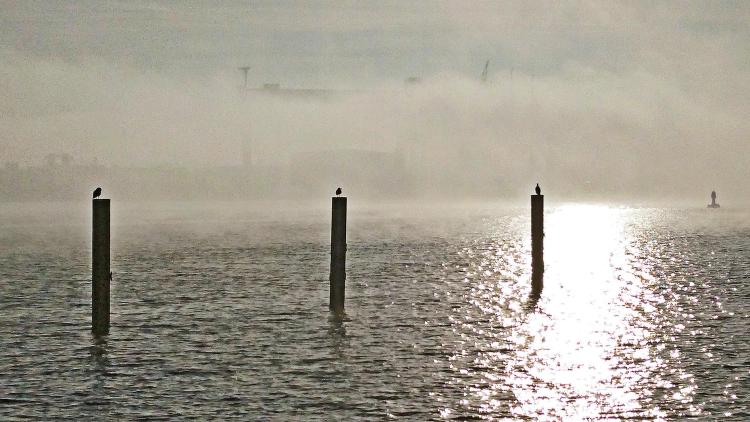 Müllsammeln für ein sauberes Kiel