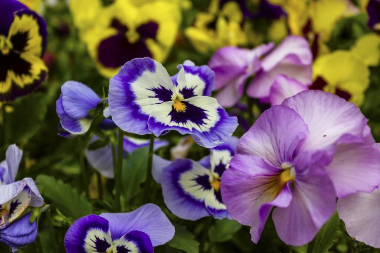 Im Frühling haben Stiefmütterchen Saison