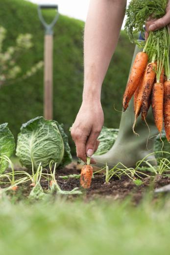 Mit Tipps vom Profi führt die Gartenarbeit zum Erfolg