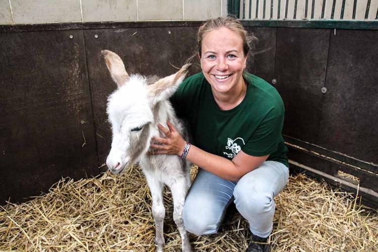 Highlight eines Tierpflegers: Tierbabys! Eselfohlen Hinnerk hat es Mediaberaterin Gesa angetan