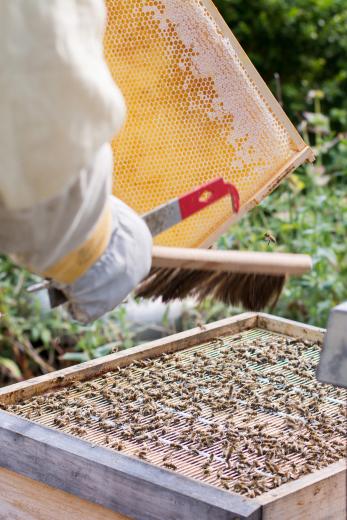 Zunächst werden die Waben von den Bienen befreit, ehe …