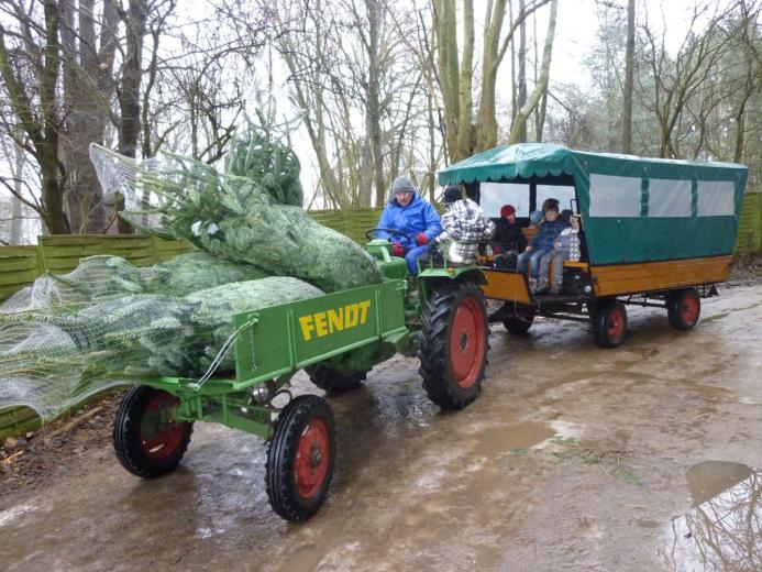 Gratis Treckerfahrten in den Weihnachtswald zum Tannen selbst sägen. Kostenloses Parken.