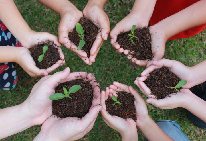 Viele grüne Daumen: Kieler Gartenprojekte 