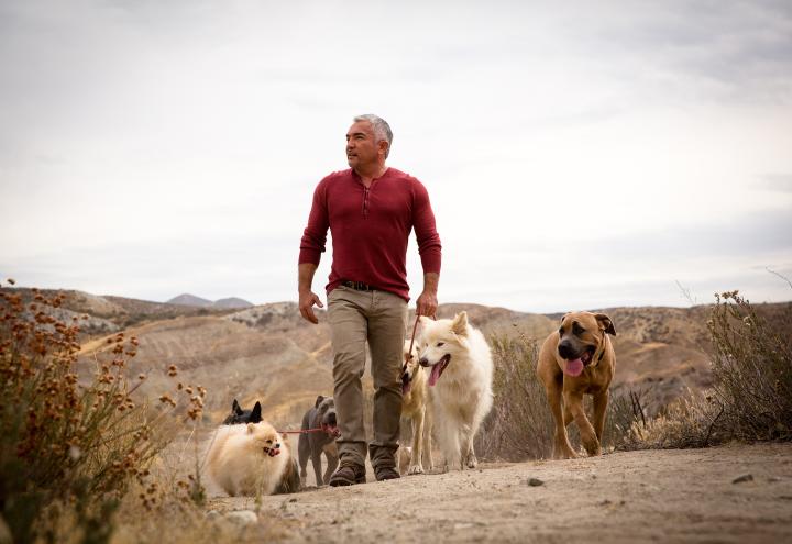 Cesar Millan kommt in die Sparkassen-Arena-Kiel