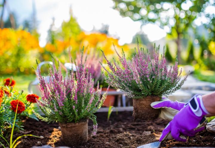 Jetzt torffrei in den Herbst starten 